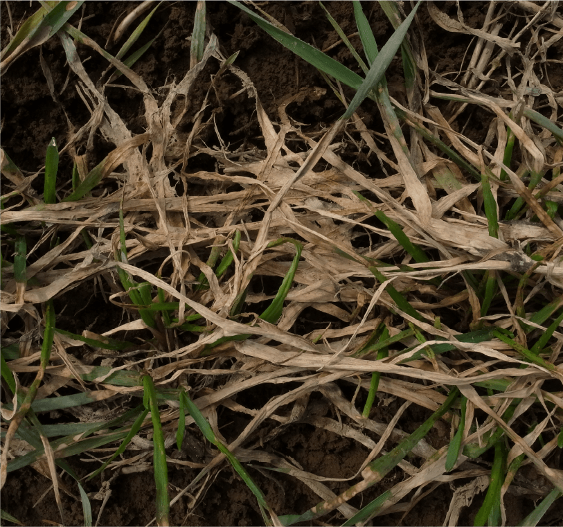 紅色雪腐病橙桃色を呈した枯死葉