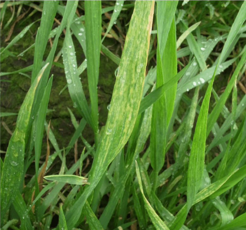 かすり状の退緑
