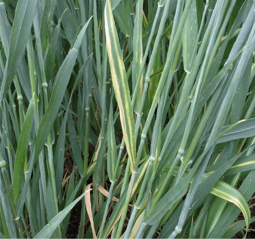 黄色の条斑および褐色の壊疽