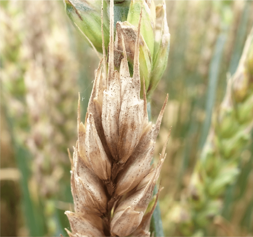 穎に形成された柄子殻（微少な黒点）