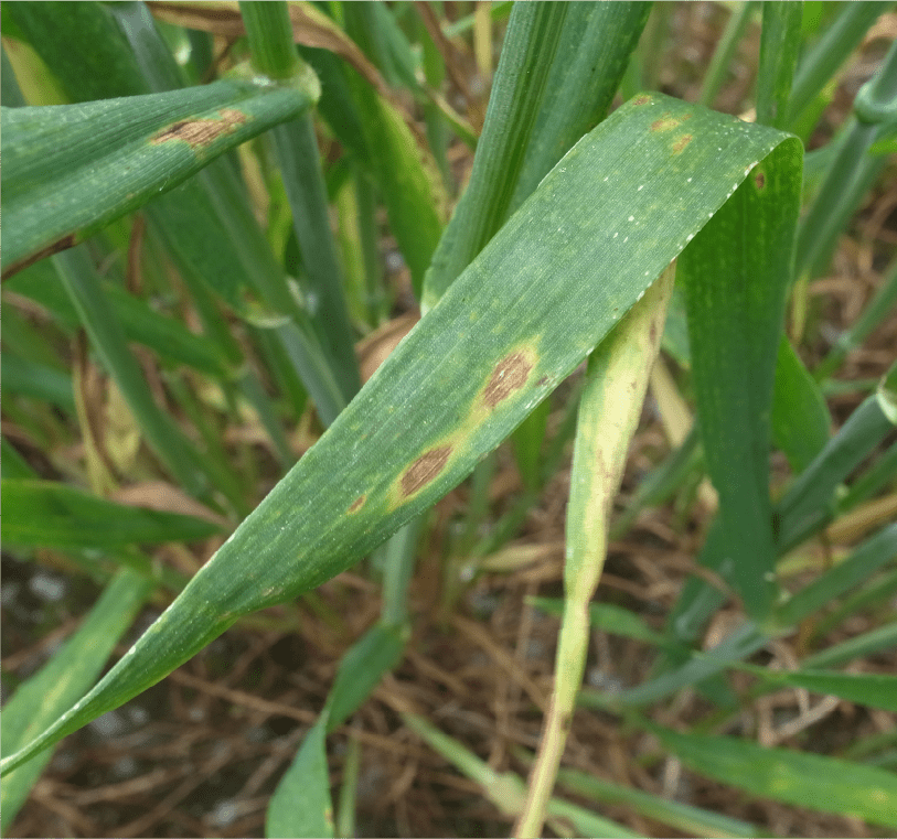 葉身に形成された褐色紡錘形の病斑