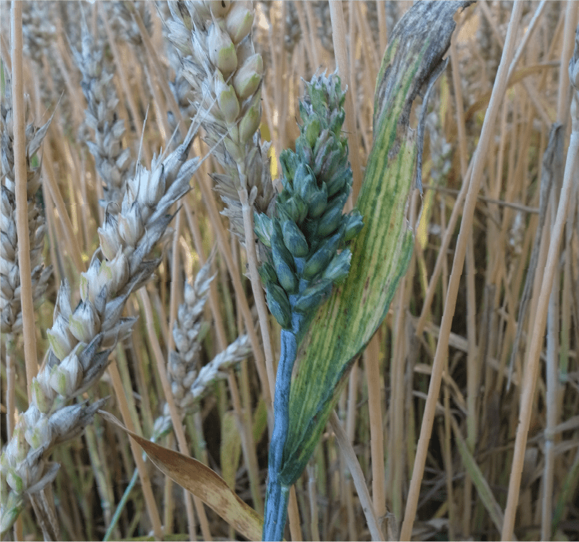 穂の奇形と黄化・肥大した止葉