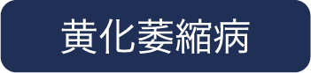 黄化萎縮病