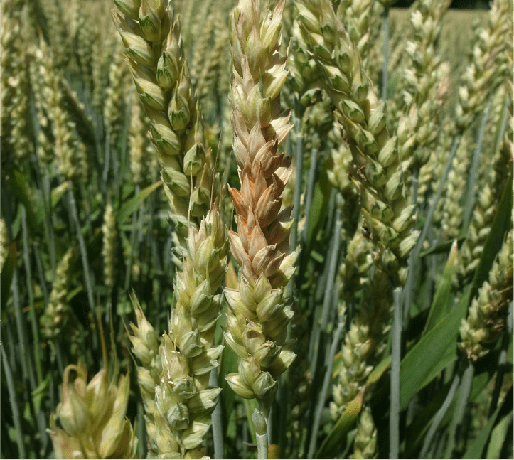 小穗の枯死および橙色のスポロドキア