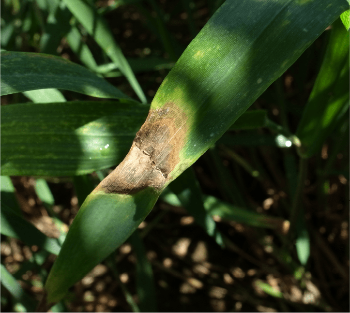 Microdochium属菌による葉枯症状