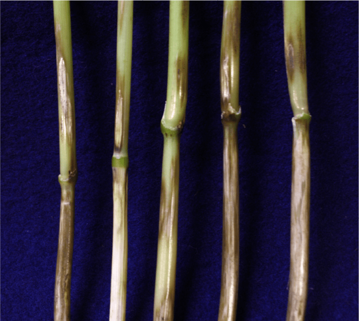 地際部稈（かん）の紡錘状病斑