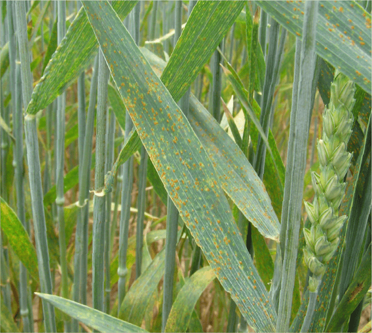 赤褐色の夏胞子堆