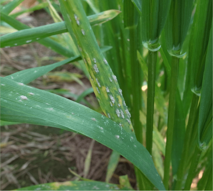 葉身に形成された白色の病斑