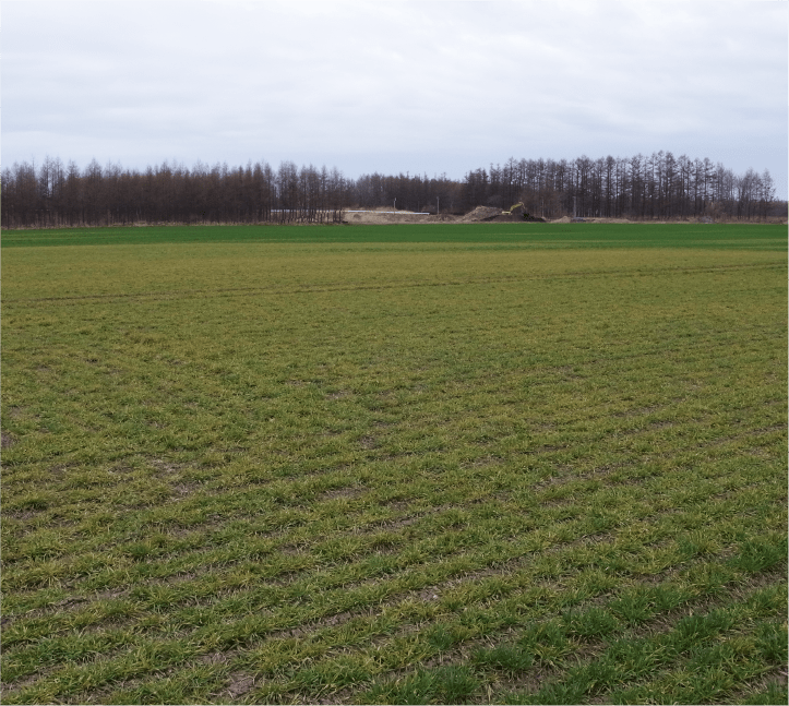 茎葉の黄化および萎縮