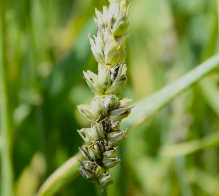 形が崩れ黒色粉状の胞子が現れた罹病穂