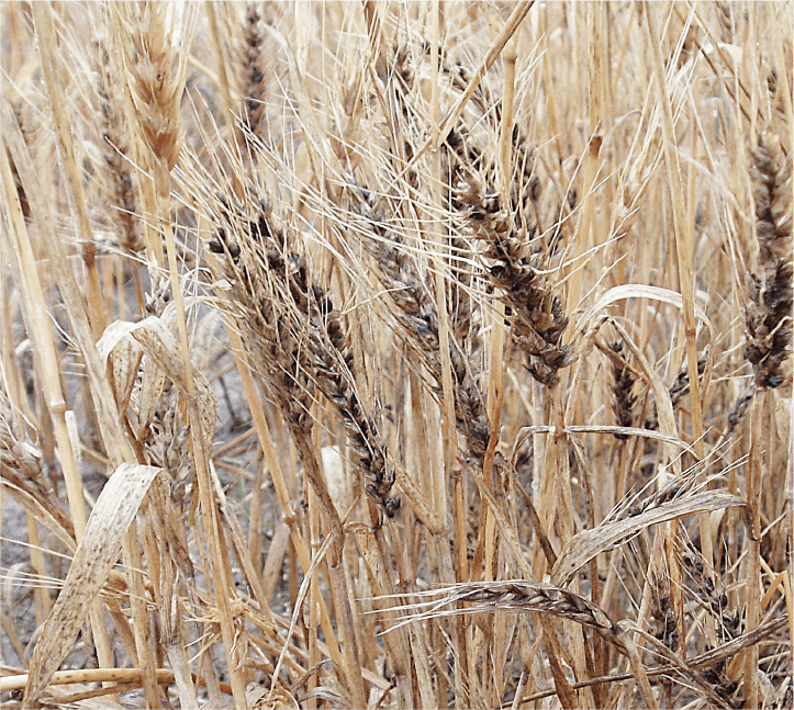 わい化した罹病穂