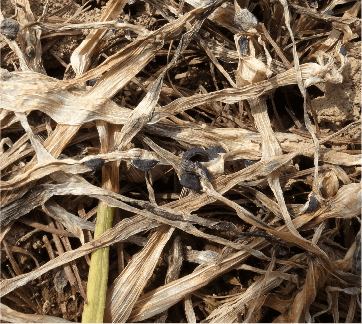 雪腐大粒菌核病枯死葉上に形成された黒色不整形の菌核