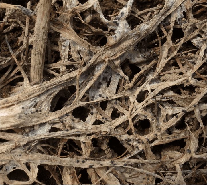 雪腐黒色小粒菌核病枯死葉上に形成された黒色球状の菌核