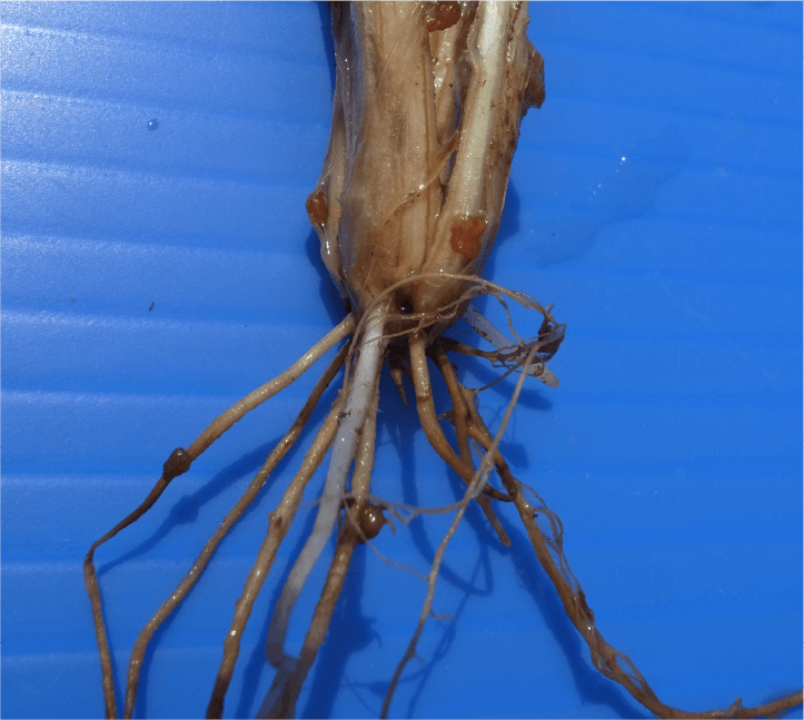 雪腐褐色小粒菌核病葉鞘および根に形成された褐色の菌核