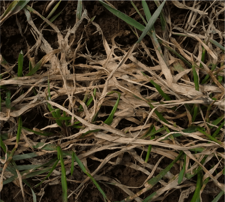 紅色雪腐病橙桃色を呈した枯死葉