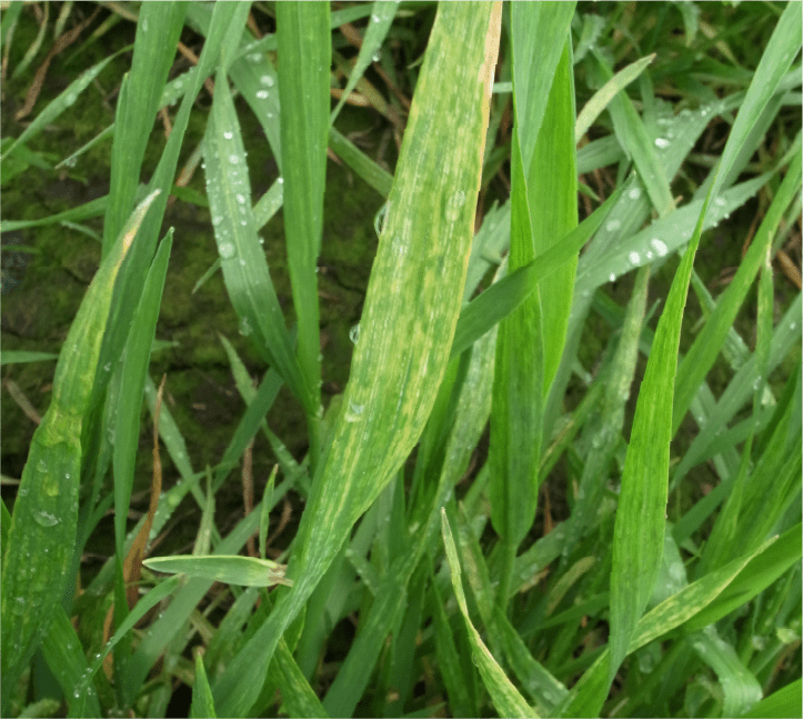 かすり状の退緑