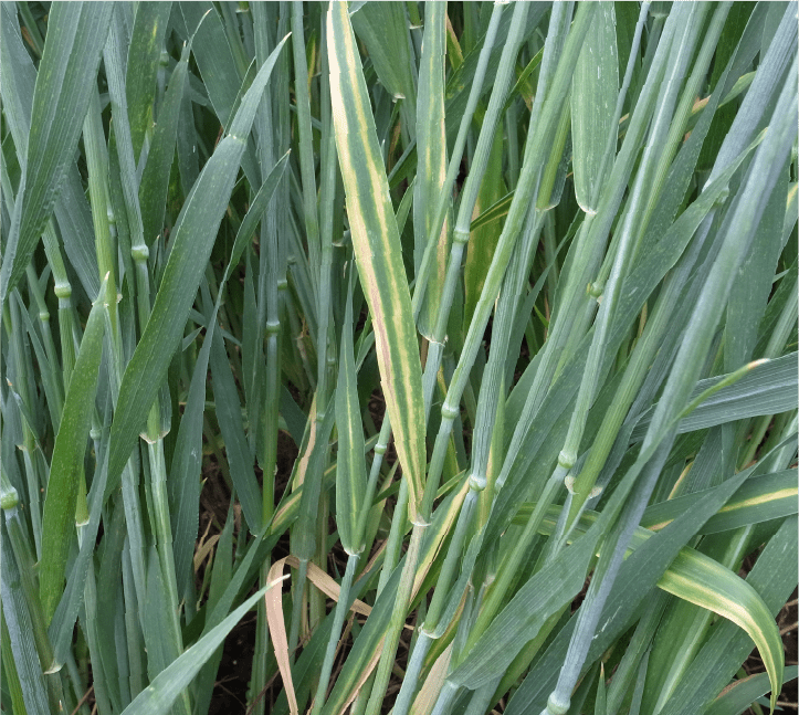 黄色の条斑および褐色の壊疽