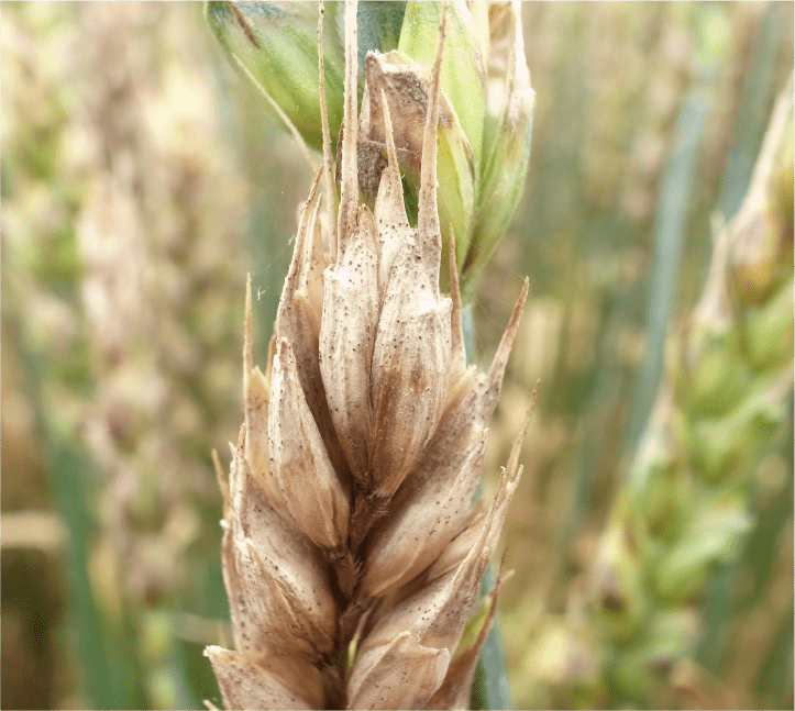 穎に形成された柄子殻（微少な黒点）