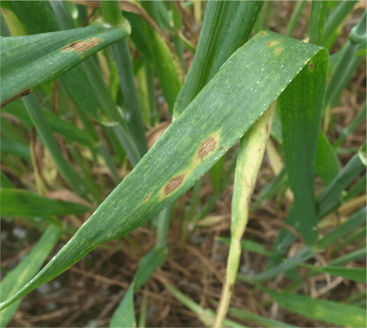 葉身に形成された褐色紡錘形の病斑