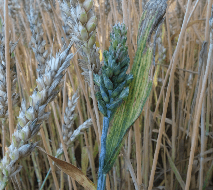 穂の奇形と黄化・肥大した止葉