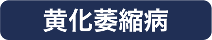 黄化萎縮病
