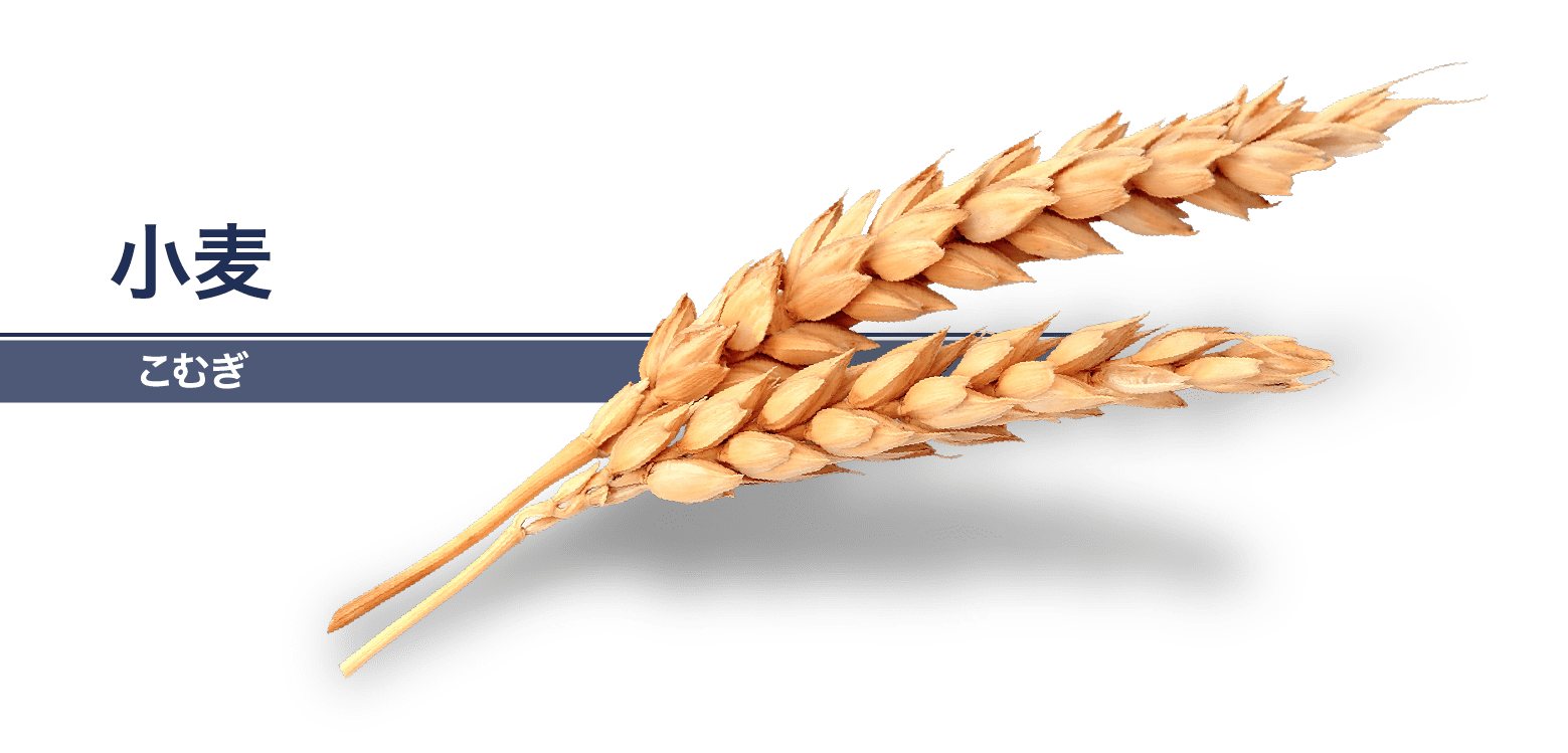 小麦