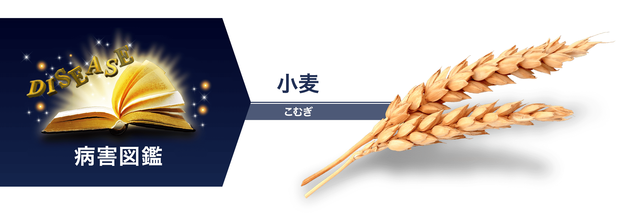 小麦　病害図鑑