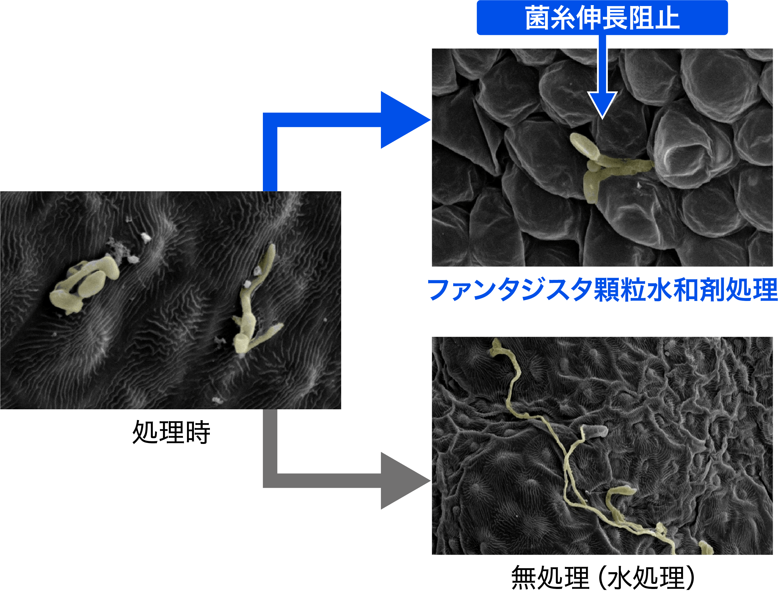 菌糸伸長阻止