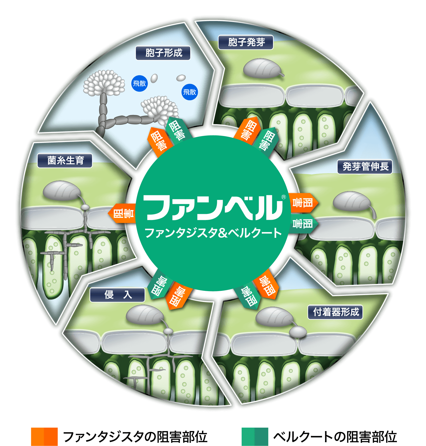 病原菌の生育ステージ