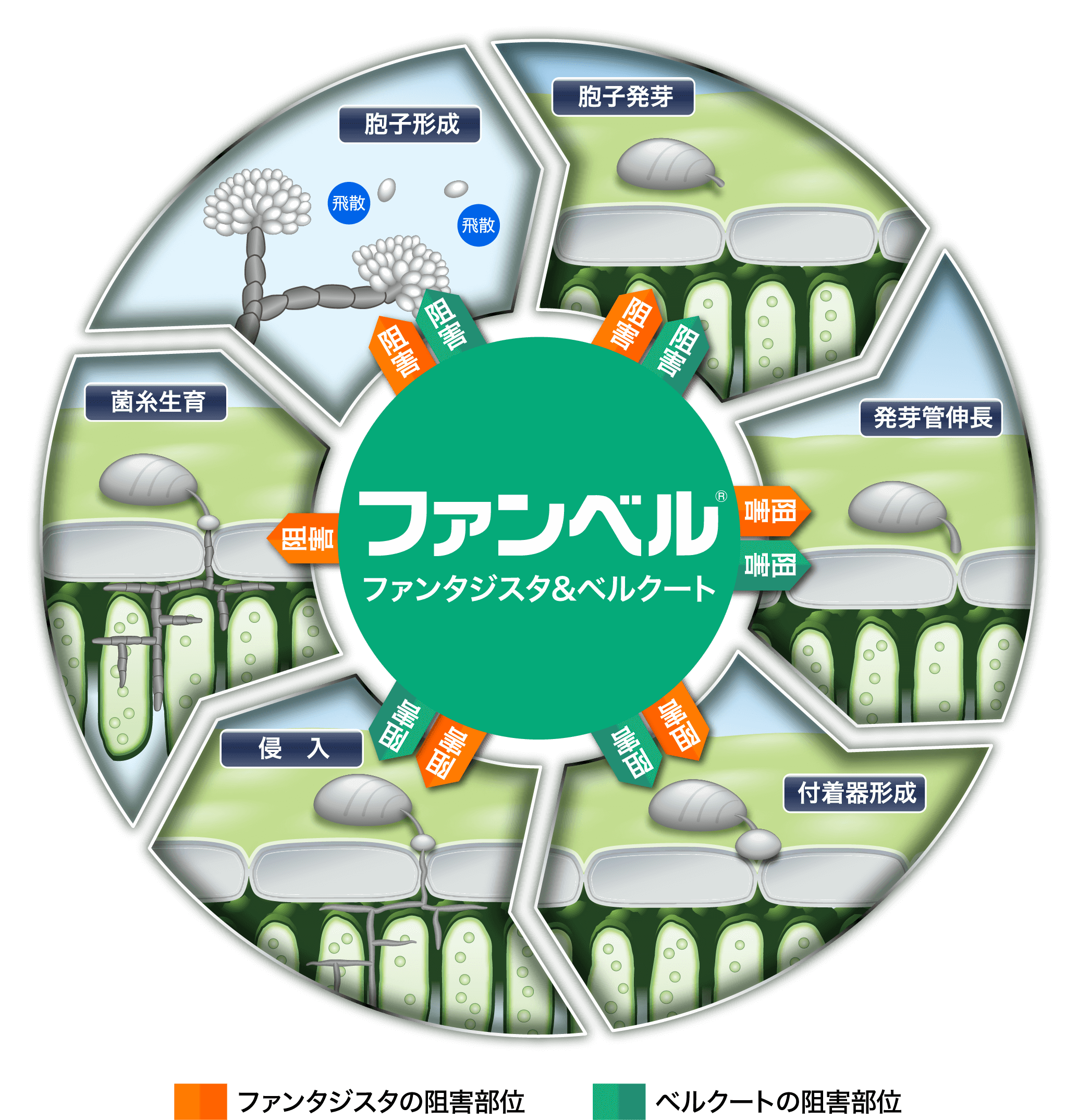 病原菌の生育ステージ