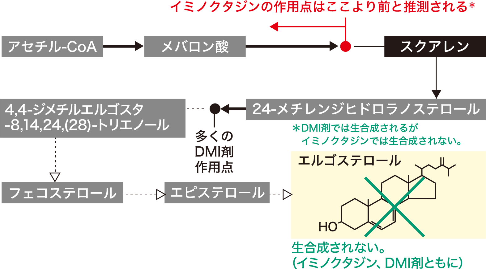 イミノクタジン剤エルゴステロールの生合成経路と作用点