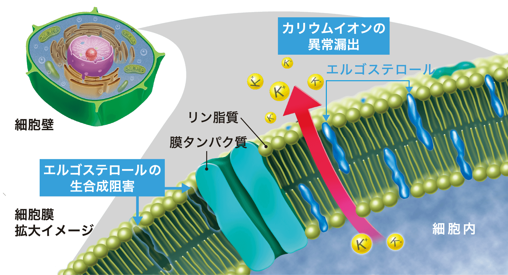 植物細胞全体図