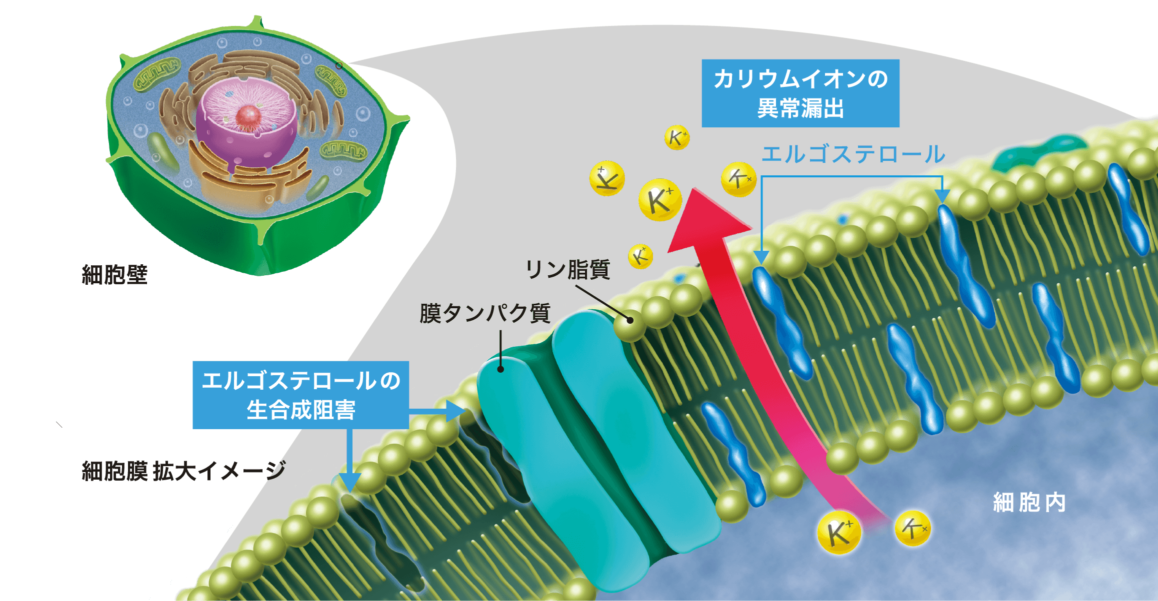 植物細胞全体図