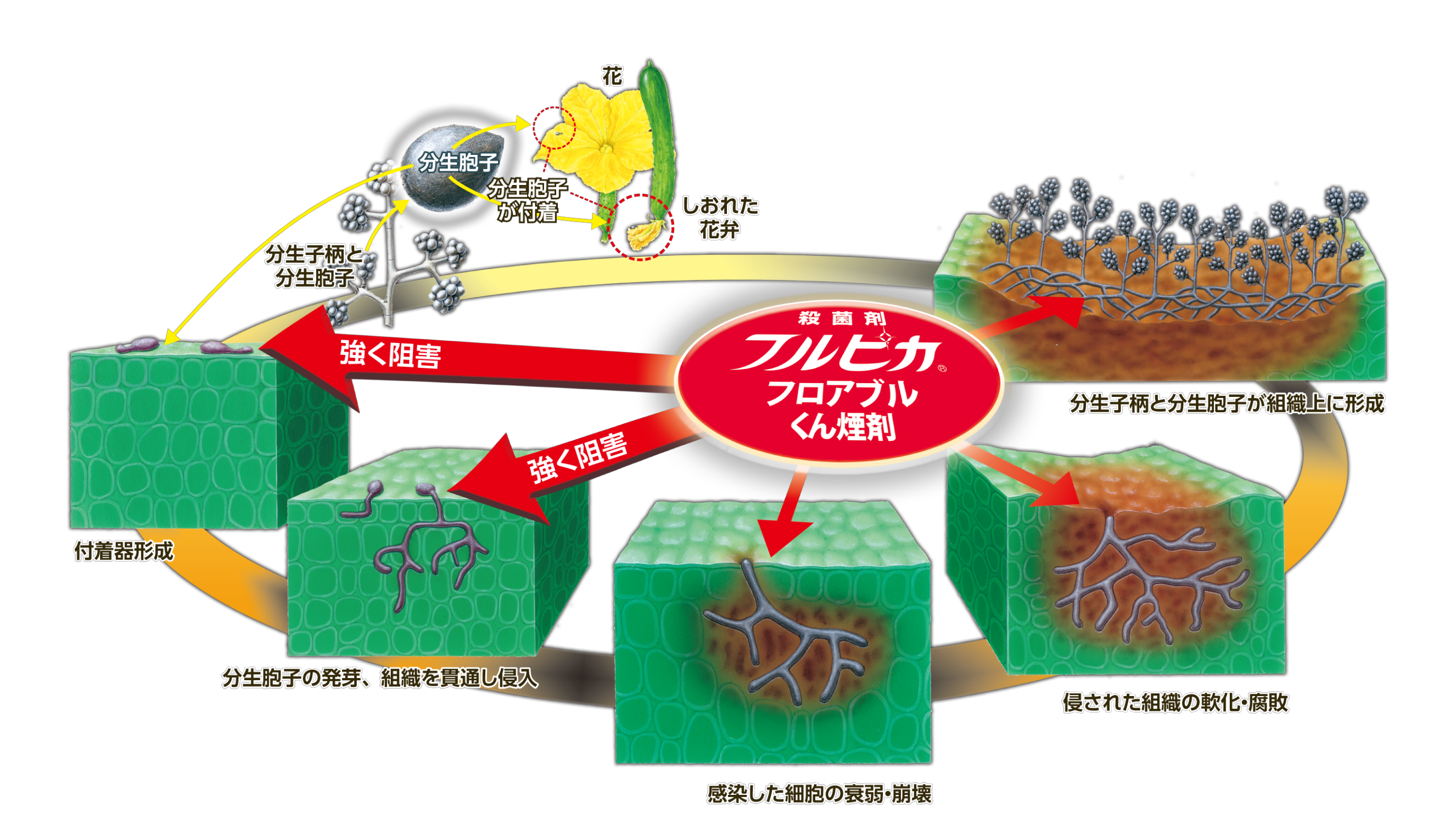 作用機構図の画像01