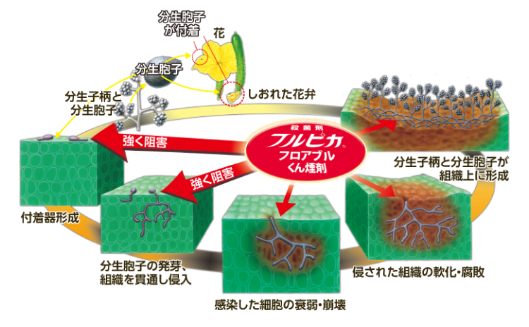 作用機構図の画像02