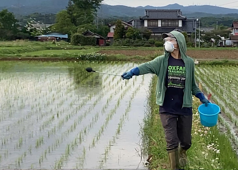 田んぼに散布