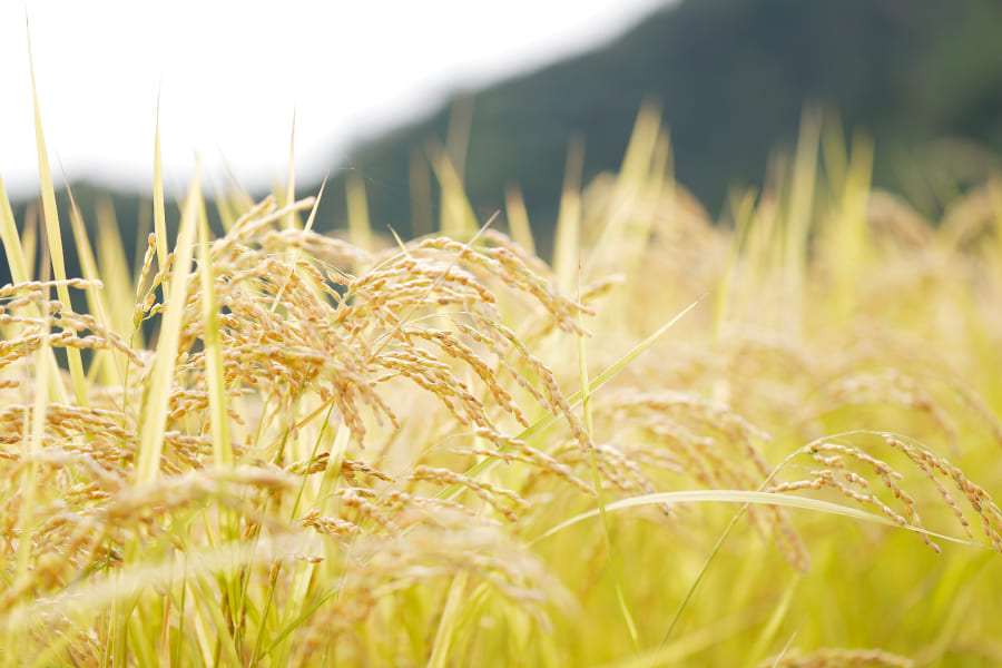 稲穂の写真