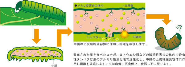 ビクシリン（アンピシリン：abpc）の作用機 