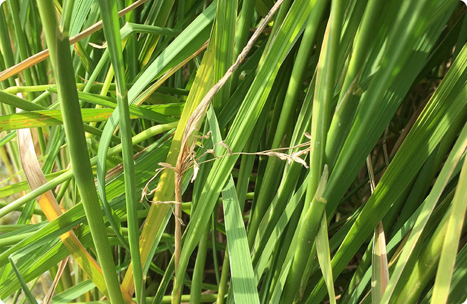 イネの生育初期に発病