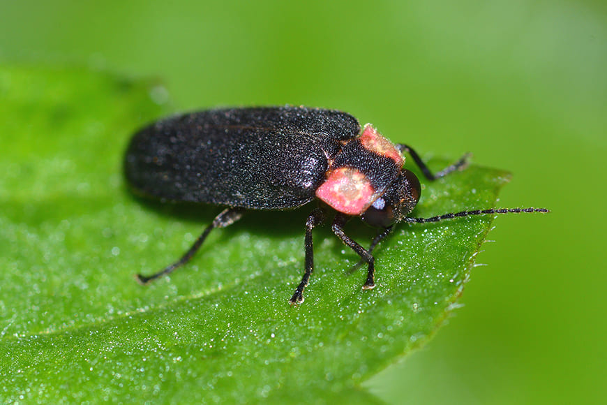 ヘイケボタルの写真