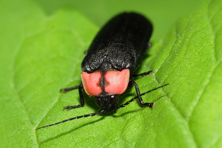 ゲンジボタルの写真