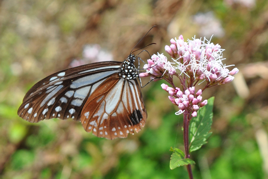 アサギマダラの写真