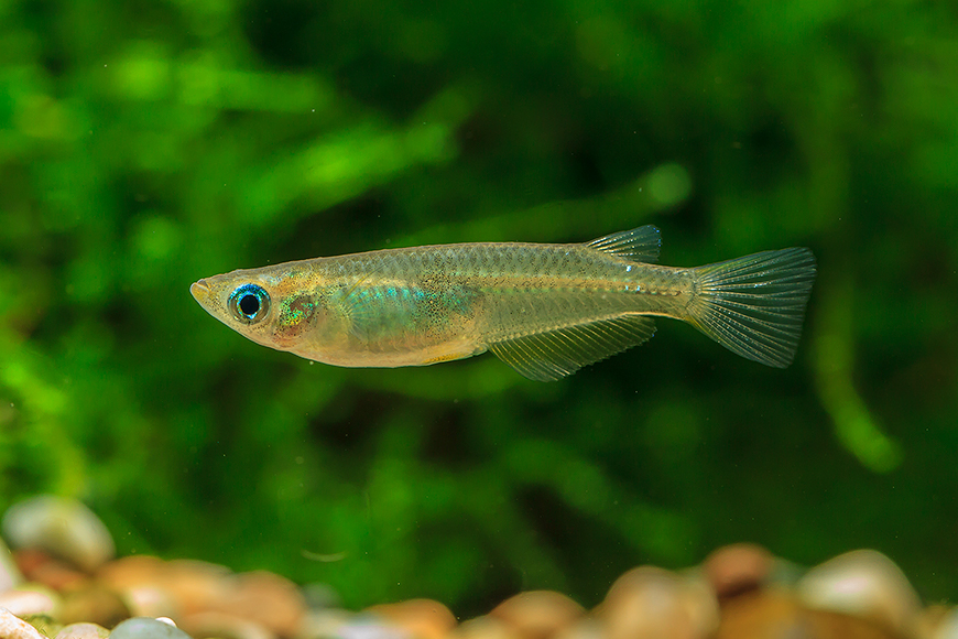 ミナミメダカの写真