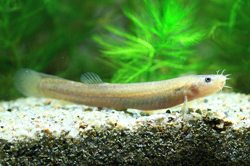 ホトケドジョウの写真