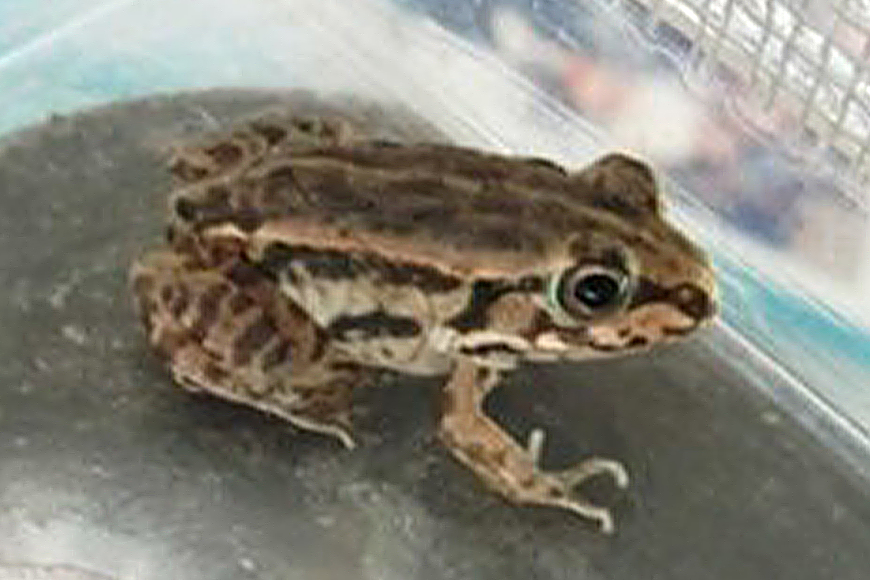 トノサマガエルの写真