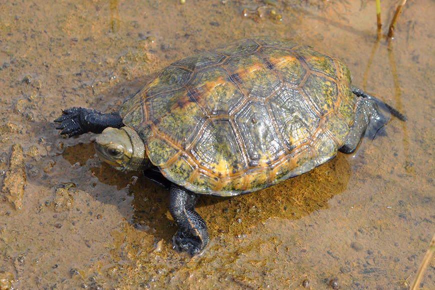 ニホンイシガメの写真