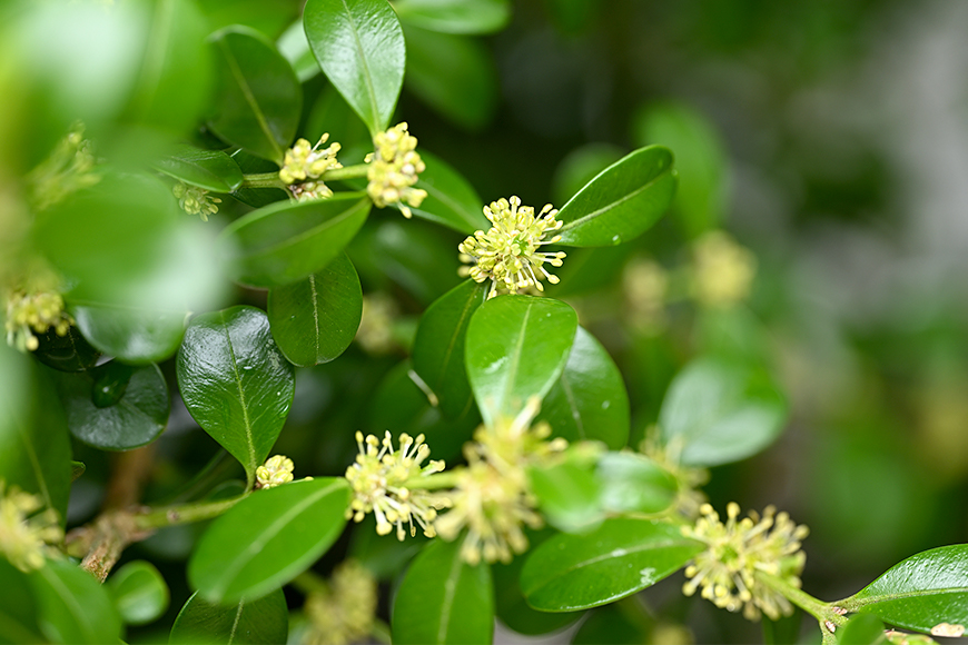 ツゲ（別名：ホンツゲ）の写真