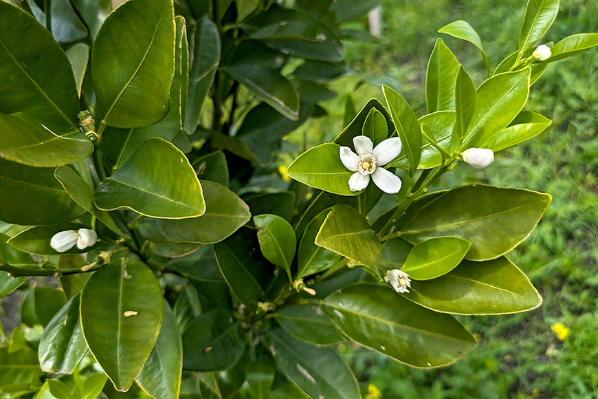 タチバナ（別名：ヤマトタチバナ）の写真