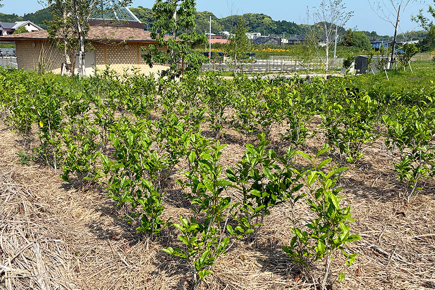 チャ（ヤブキタ）の写真