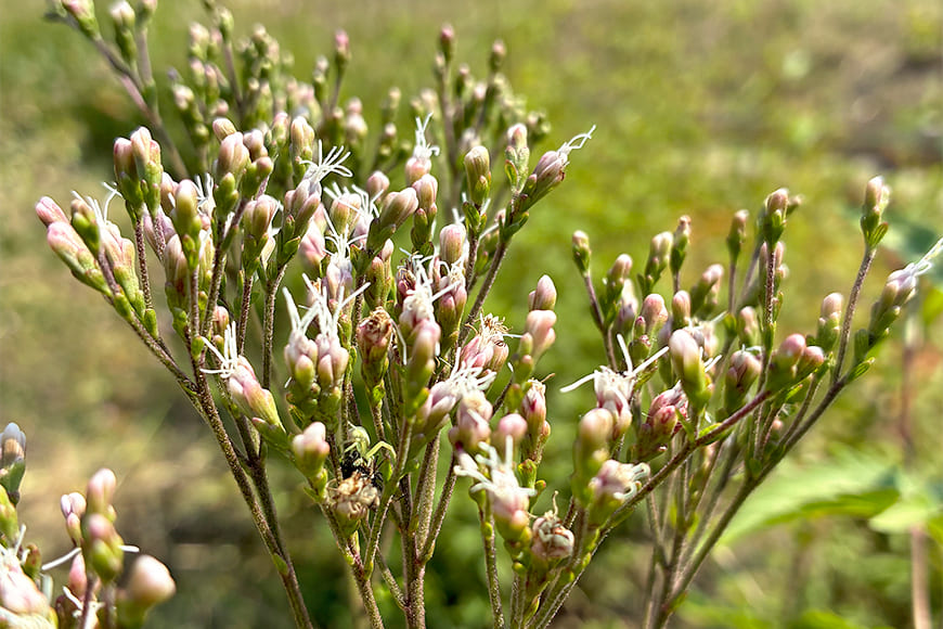 フジバカマの写真